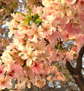 spring blossoms